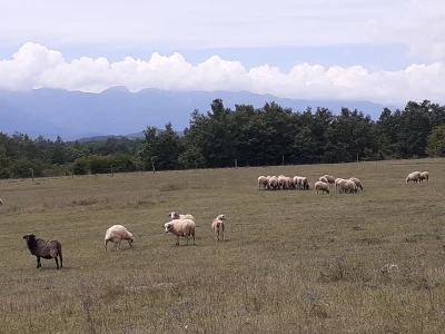 OPG Budimlija - lička pramenka
