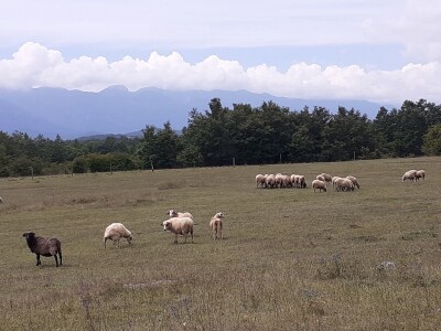 OPG Budimlija - lička pramenka OPG Budimlija - lička pramenka