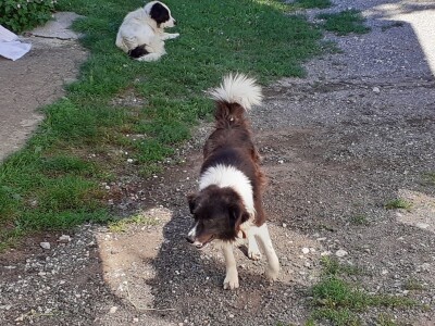 OPG Budimlija - lička pramenka OPG Budimlija - lička pramenka