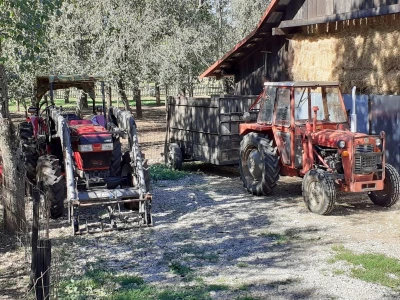 OPG Budimlija - lička pramenka