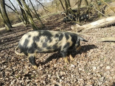 OPG Čepelak