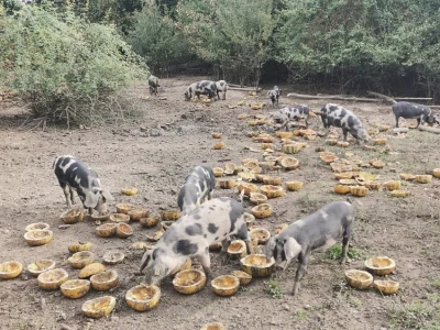 OPG Čepelak