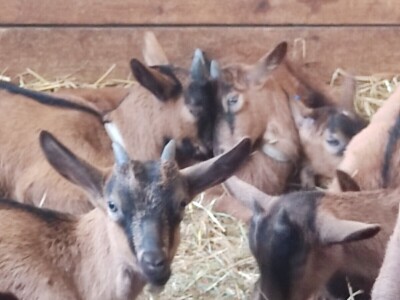 OPG Čičko Donji Kravlejvac