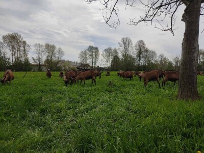 OPG Čičko Donji Kravlejvac