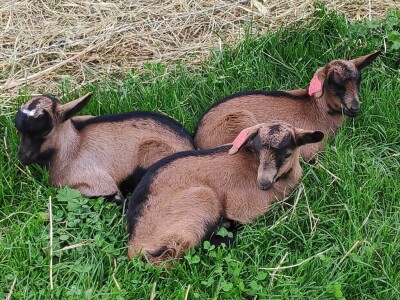 OPG Čičko Donji Kravlejvac