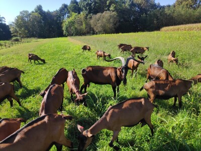 OPG Čičko Donji Kravlejvac