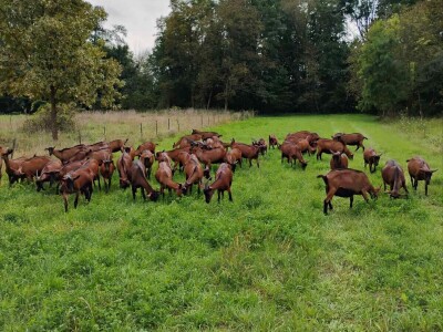 OPG Čičko Donji Kravlejvac