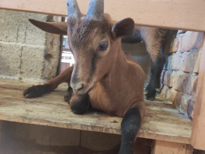 OPG Čičko Donji Kravlejvac