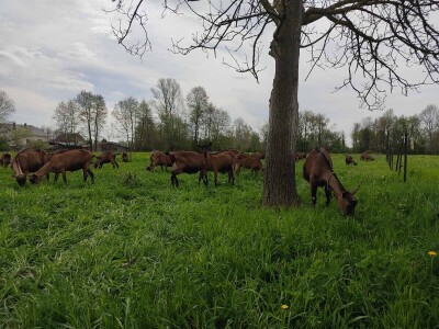 OPG Čičko Donji Kravlejvac
