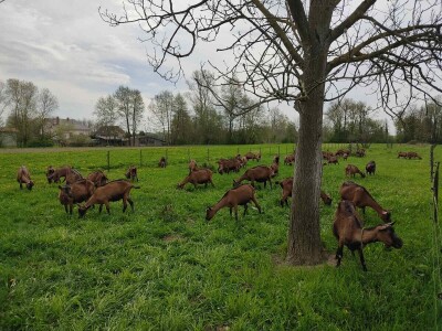 OPG Čičko Donji Kravlejvac