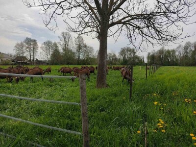 OPG Čičko Donji Kravlejvac