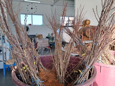 OPG Ćorić Destilerija Moostra