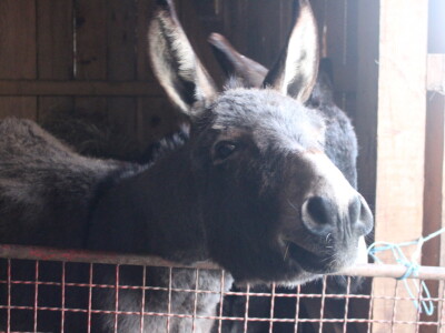 OPG Cvjetković OPG Cvjetković