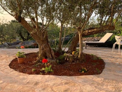 OPG Dafne i Mario Ružić: Za ulje iz pradjedovog maslinika na Šolti nagrađeni zlatom u New Yorkuom OPG Dafne i Mario Ružić: Za ulje iz pradjedovog maslinika na Šolti nagrađeni zlatom u New Yorkuom