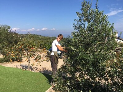 OPG Dafne i Mario Ružić: Za ulje iz pradjedovog maslinika na Šolti nagrađeni zlatom u New Yorkuom OPG Dafne i Mario Ružić: Za ulje iz pradjedovog maslinika na Šolti nagrađeni zlatom u New Yorkuom