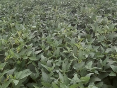 OPG Damir Marošević ProSeed