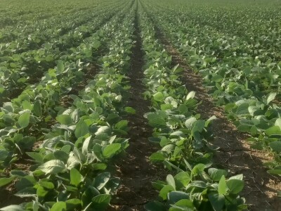 OPG Damir Marošević ProSeed