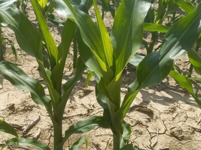 OPG Damir Marošević ProSeed