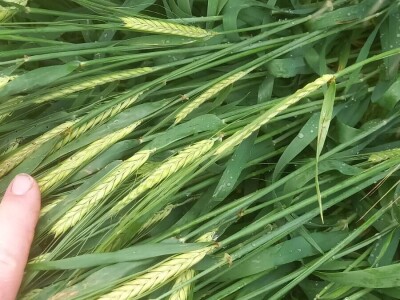 OPG Damir Marošević ProSeed