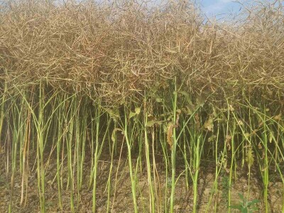 OPG Damir Marošević ProSeed