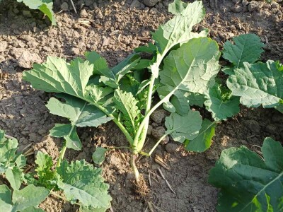 OPG Damir Marošević ProSeed