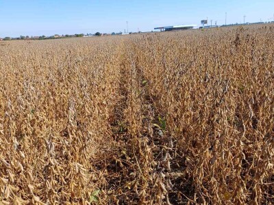 OPG Damir Marošević ProSeed