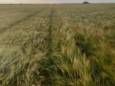 OPG Damir Marošević ProSeed