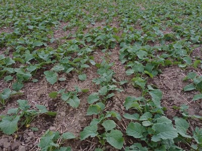 OPG Damir Marošević ProSeed