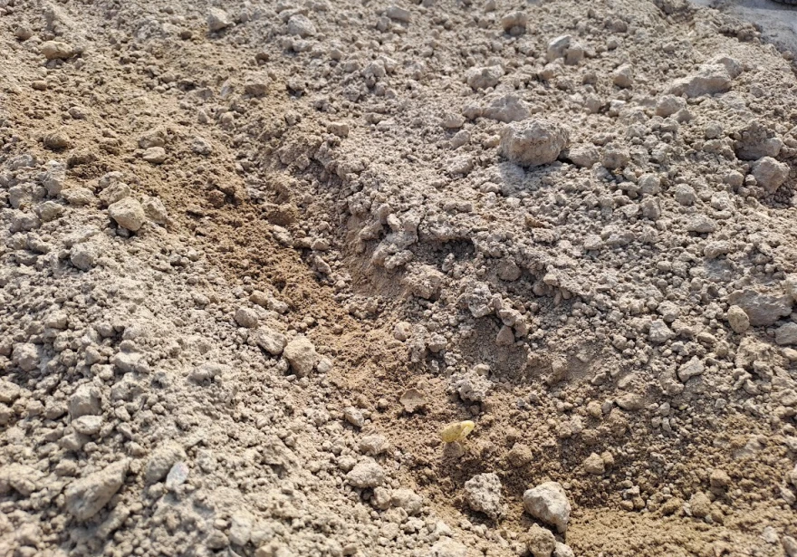 suncokret &scaron;ils timac agro