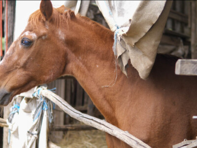 OPG Dario Geto OPG Dario Geto