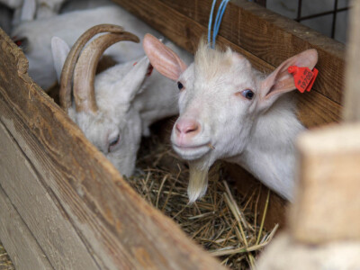 OPG Dario Geto OPG Dario Geto