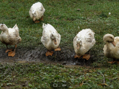 OPG Dario Geto OPG Dario Geto