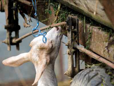 OPG Dario Geto OPG Dario Geto