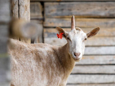 OPG Dario Geto OPG Dario Geto