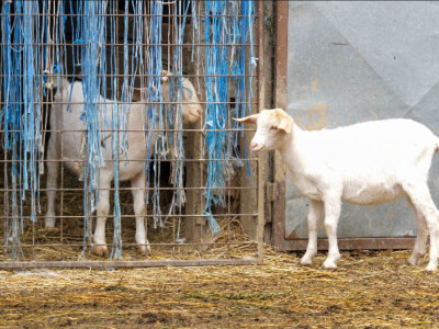 OPG Dario Geto OPG Dario Geto