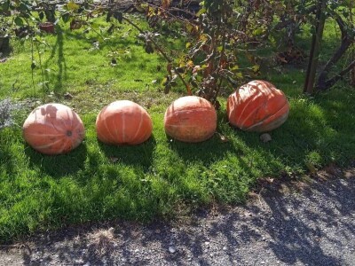 OPG Dasović Malo Vukovje