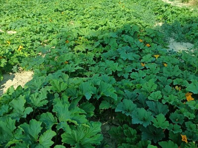 OPG Dasović Malo Vukovje