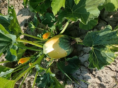 OPG Dasović Malo Vukovje