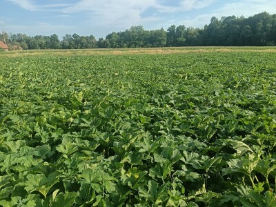 OPG Dasović Malo Vukovje