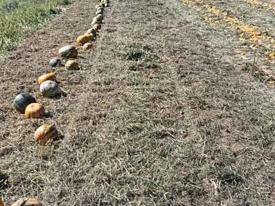 OPG Dasović Malo Vukovje