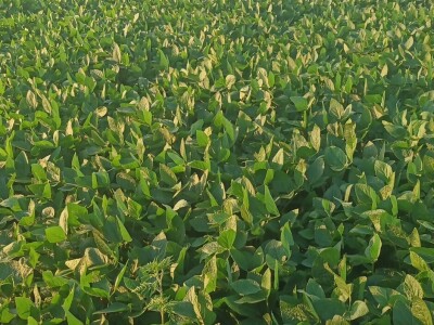 OPG Dasović Malo Vukovje