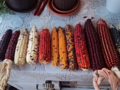 OPG Dasović Malo Vukovje