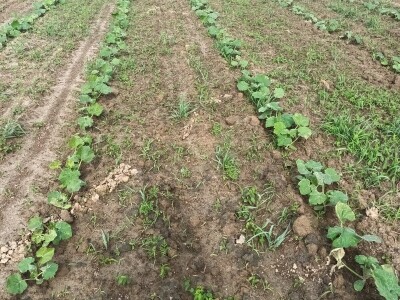 OPG Dasović Malo Vukovje