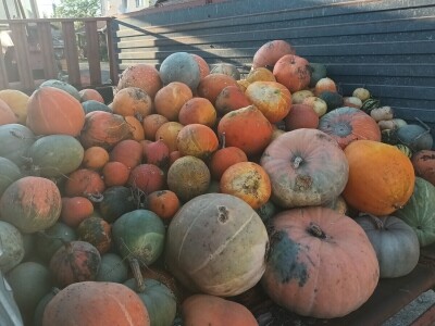 OPG Dasović Malo Vukovje