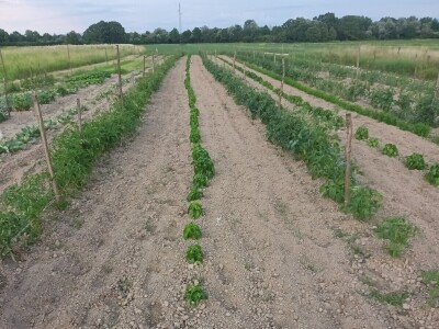 OPG Dasović Malo Vukovje