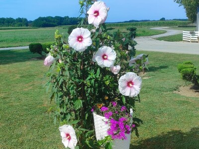 OPG Davor Balug Donji Kraljevec