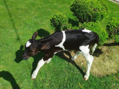 OPG Davor Balug Donji Kraljevec