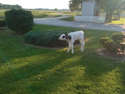 OPG Davor Balug Donji Kraljevec