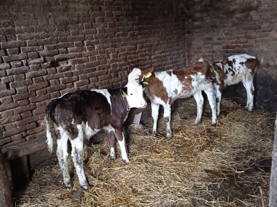 OPG Davor Balug Donji Kraljevec