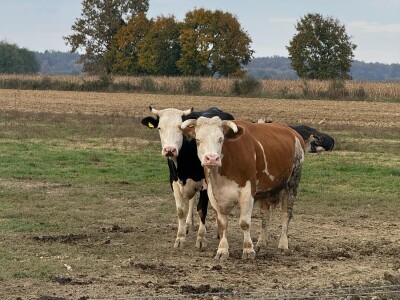 OPG Davor Balug Donji Kraljevec